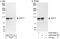Tuftelin Interacting Protein 11 antibody, A302-548A, Bethyl Labs, Immunoprecipitation image 