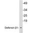 Defensin Beta 1 antibody, LS-C199828, Lifespan Biosciences, Western Blot image 