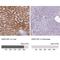 Hydroxysteroid 11-Beta Dehydrogenase 1 antibody, NBP2-48879, Novus Biologicals, Immunohistochemistry paraffin image 