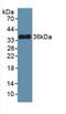 Mechanistic Target Of Rapamycin Kinase antibody, LS-C663679, Lifespan Biosciences, Western Blot image 