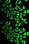 Transaldolase 1 antibody, GTX65820, GeneTex, Immunofluorescence image 
