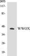 WW Domain Containing Oxidoreductase antibody, EKC1600, Boster Biological Technology, Western Blot image 