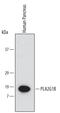 Phospholipase A2 Group IB antibody, MAB5018, R&D Systems, Western Blot image 