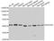 Dihydroorotate Dehydrogenase (Quinone) antibody, A13295, ABclonal Technology, Western Blot image 