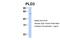 Phospholipase D Family Member 3 antibody, 26-007, ProSci, Western Blot image 