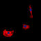 Erb-B2 Receptor Tyrosine Kinase 4 antibody, LS-C356027, Lifespan Biosciences, Immunofluorescence image 