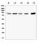 SMAD Specific E3 Ubiquitin Protein Ligase 2 antibody, A02585-1, Boster Biological Technology, Western Blot image 