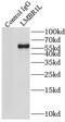 Limb Development Membrane Protein 1 Like antibody, FNab04804, FineTest, Immunoprecipitation image 