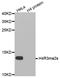 Histone Cluster 4 H4 antibody, MBS126222, MyBioSource, Western Blot image 
