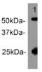 Goat IgG antibody, MBS857521, MyBioSource, Western Blot image 