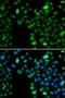 Inhibitor Of Growth Family Member 5 antibody, LS-C346332, Lifespan Biosciences, Immunofluorescence image 