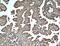 Serpin Family A Member 5 antibody, 66030-1-Ig, Proteintech Group, Immunohistochemistry frozen image 