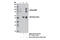 Solute Carrier Family 3 Member 2 antibody, 13180S, Cell Signaling Technology, Immunoprecipitation image 