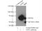 N-Myristoyltransferase 1 antibody, 11546-1-AP, Proteintech Group, Immunoprecipitation image 