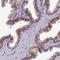Tetraspanin 15 antibody, NBP1-92540, Novus Biologicals, Immunohistochemistry frozen image 