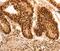 E2F Transcription Factor 7 antibody, PA5-50495, Invitrogen Antibodies, Immunohistochemistry paraffin image 