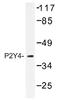 Pyrimidinergic Receptor P2Y4 antibody, AP01333PU-N, Origene, Western Blot image 