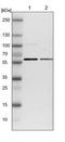 GPAT4 antibody, NBP1-85061, Novus Biologicals, Western Blot image 