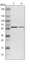 Glycerol-3-phosphate acyltransferase 4 antibody, NBP1-85061, Novus Biologicals, Western Blot image 