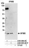 Splicing Factor 3b Subunit 5 antibody, A305-586A-M, Bethyl Labs, Immunoprecipitation image 
