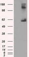 Lipase G, Endothelial Type antibody, CF501041, Origene, Western Blot image 