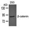 CD44 antibody, orb43405, Biorbyt, Western Blot image 