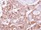 Ubiquitin Recognition Factor In ER Associated Degradation 1 antibody, NBP1-32777, Novus Biologicals, Immunohistochemistry frozen image 