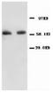 p65 antibody, AP23407PU-N, Origene, Western Blot image 