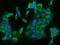 MAP Kinase Activating Death Domain antibody, 205657-T02, Sino Biological, Immunohistochemistry paraffin image 