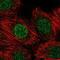 Protein CBFA2T3 antibody, NBP2-56206, Novus Biologicals, Immunofluorescence image 