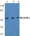 Solute Carrier Family 29 Member 1 (Augustine Blood Group) antibody, GTX66737, GeneTex, Western Blot image 