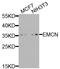 Endomucin antibody, orb374163, Biorbyt, Western Blot image 