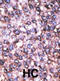MAGE Family Member D2 antibody, abx032711, Abbexa, Immunohistochemistry frozen image 