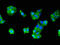 Ribosomal Protein S29 antibody, LS-C669628, Lifespan Biosciences, Immunofluorescence image 