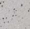 Tenascin R antibody, FNab08595, FineTest, Immunohistochemistry frozen image 