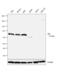 Bruton Tyrosine Kinase antibody, LF-MA0191, Invitrogen Antibodies, Western Blot image 