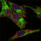 Inhibin Subunit Alpha antibody, M02413-1, Boster Biological Technology, Immunofluorescence image 