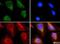 RNASELI antibody, NB400-116, Novus Biologicals, Immunofluorescence image 