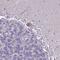 Zinc Finger Protein 333 antibody, PA5-60567, Invitrogen Antibodies, Immunohistochemistry paraffin image 