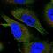 EEF1A Lysine And N-Terminal Methyltransferase antibody, PA5-60729, Invitrogen Antibodies, Immunofluorescence image 