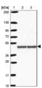 RNA Binding Motif Protein X-Linked antibody, NBP2-34152, Novus Biologicals, Western Blot image 