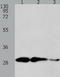 Calpain Small Subunit 1 antibody, TA323499, Origene, Western Blot image 