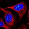 Zinc Finger Protein 816 antibody, NBP1-80585, Novus Biologicals, Immunofluorescence image 