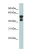 LIM And SH3 Protein 1 antibody, orb330781, Biorbyt, Western Blot image 