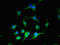 Cytosolic Iron-Sulfur Assembly Component 3 antibody, LS-C397470, Lifespan Biosciences, Immunofluorescence image 