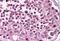 MAP Kinase Activating Death Domain antibody, MBS240336, MyBioSource, Immunohistochemistry frozen image 