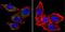 ATPase Plasma Membrane Ca2+ Transporting 1 antibody, NB300-578, Novus Biologicals, Immunofluorescence image 