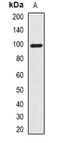 Smoothelin antibody, abx141519, Abbexa, Western Blot image 