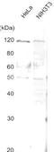 Alanyl-TRNA Synthetase antibody, 70-600, BioAcademia Inc, Western Blot image 