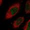 Centromere Protein N antibody, PA5-65747, Invitrogen Antibodies, Immunofluorescence image 